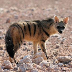 Aardwolf PROTELES CRISTATA