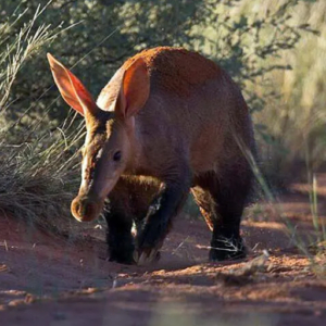 Ant bear Aardvark ORYCTEROPUS AFER