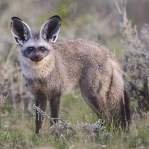 Bat-Eared Fox OTOCYON MEGALOTIS