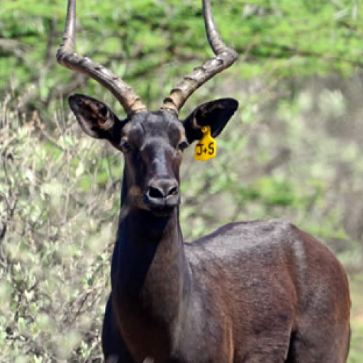 Black Impala AEPYCEROS MELAMPUS