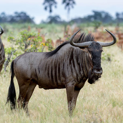 Blue Wildebeest CONNOCHAETES TAURINUS