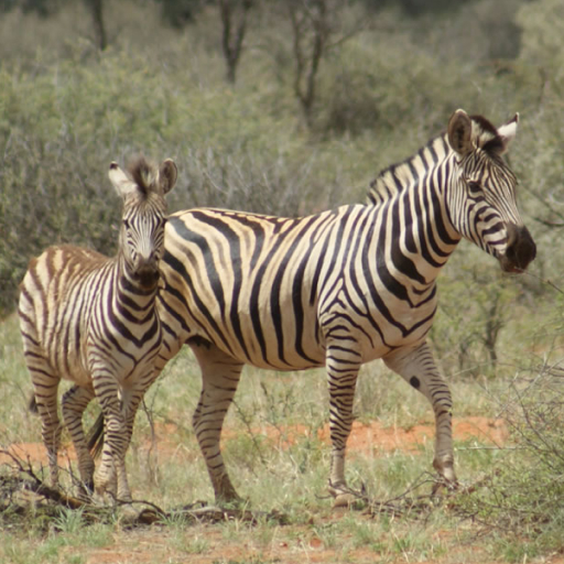 Burchell’s Zebra EQUIS BURCHELLI