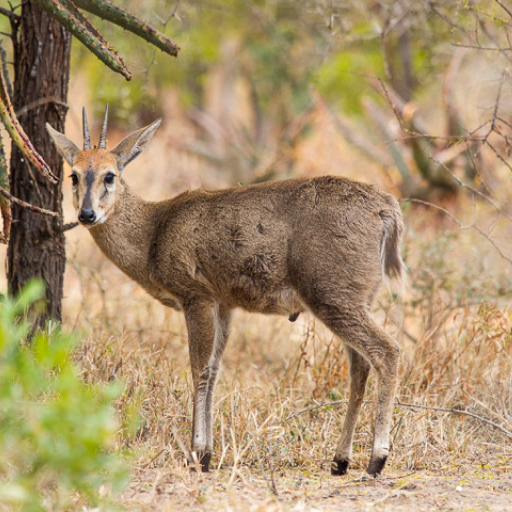 Common Duiker SYLVICAPRA GRIMMIA