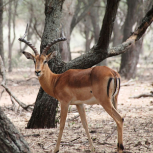 Impala AEPYCEROS MELAMPUS