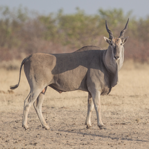 Livingstone Eland TAUROTTTTRAGUS ORYX