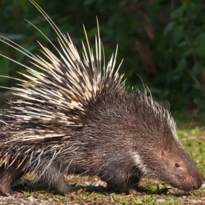 Porcupine HYSTRIX AFRICAEAUSTRALIS