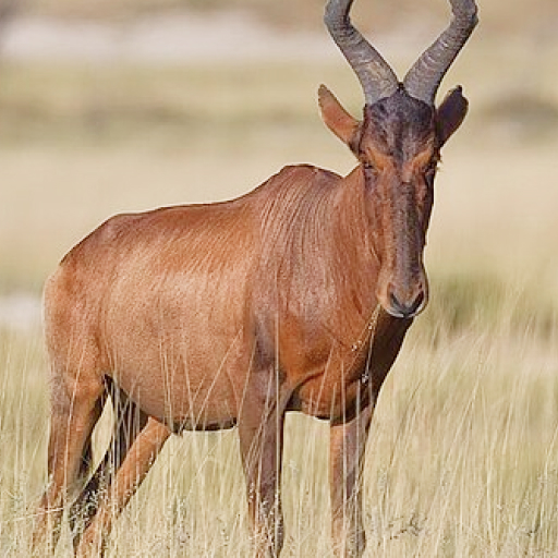 Red Hartebeest ALCLAPHUS BUSELAPHUS Red Hartebeest ALCLAPHUS BUSELAPHUS