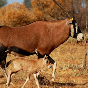 Red Oryx ORYX GAZELLA