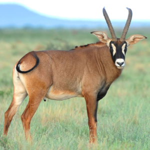 Roan HIPPOTRAGUS EQUINUS