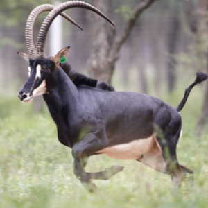 Sable HIPPOTRAGUS NIGER