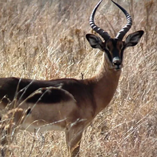 Saddleback Impala AEPYCEROS MELAMPUS