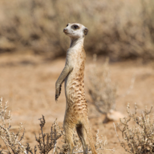 Suricate (Meerkat) SURICATA SURICATTA