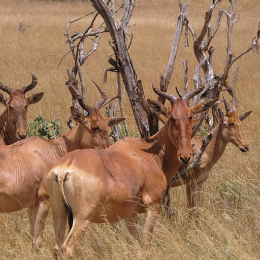 Tsessebe DAMALISCUS LUNATUS Tsessebe DAMALISCUS LUNATUS
