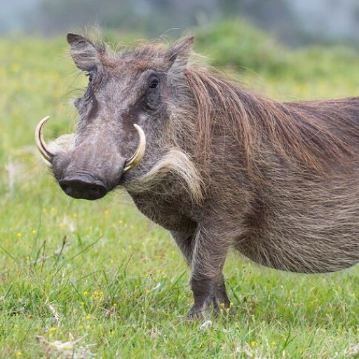 Warthog PHACOCHOERUS AETHIOPICUS Warthog PHACOCHOERUS AETHIOPICUS