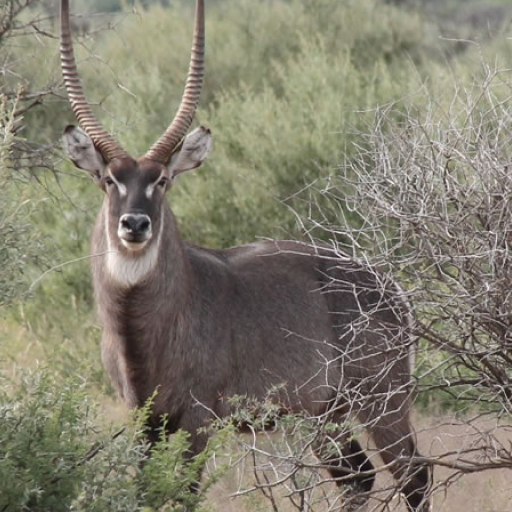 Waterbuck KOBUS ELLIPSIPRYMNUS